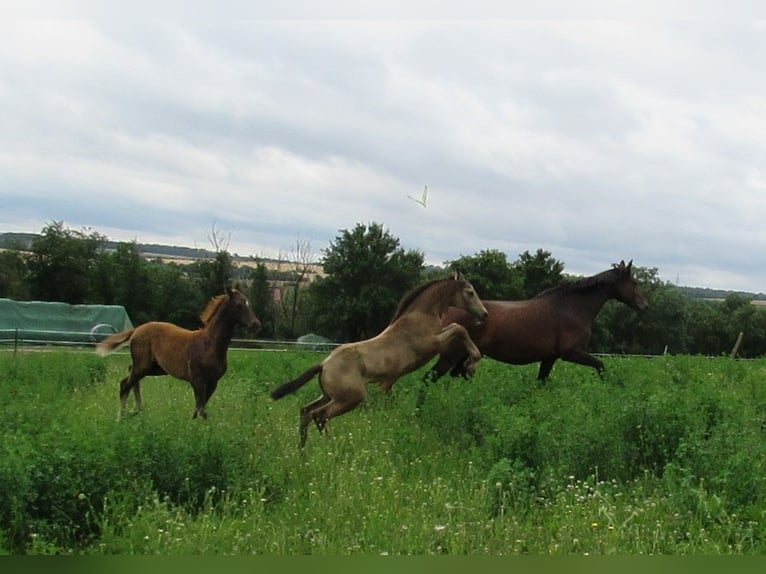 Caballo de equitación alemán pequeño Yegua Potro (05/2024) 158 cm Buckskin/Bayo in Querfurt