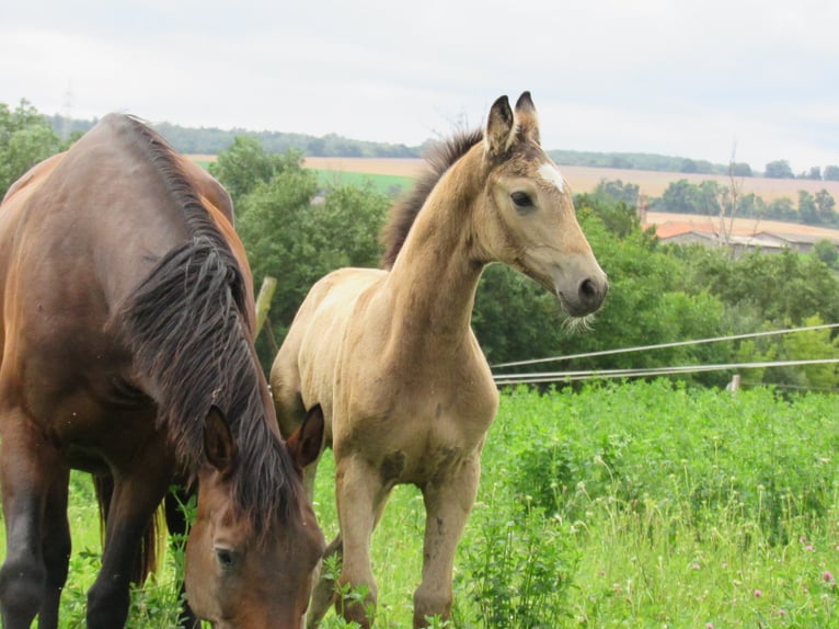 Caballo de equitación alemán pequeño Yegua Potro (05/2024) 158 cm Buckskin/Bayo in Querfurt