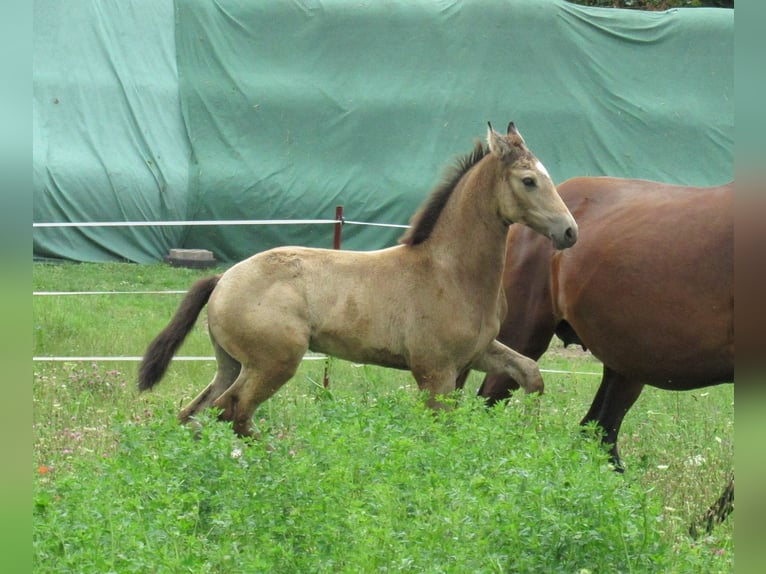 Caballo de equitación alemán pequeño Yegua Potro (05/2024) 158 cm Buckskin/Bayo in Querfurt