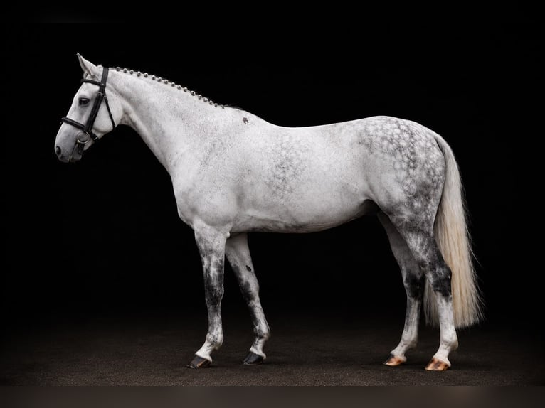 Caballo de Holstein Caballo castrado 10 años 164 cm Tordo in Zülpich