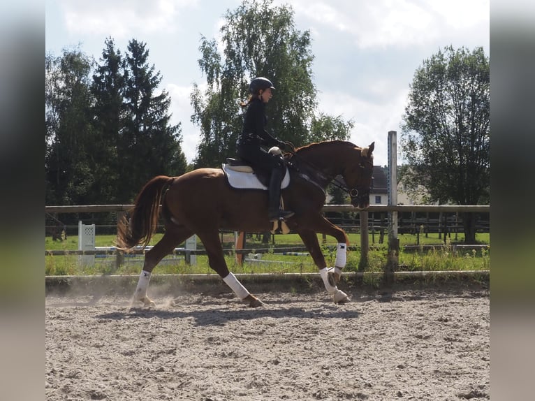 Caballo de Holstein Caballo castrado 10 años 166 cm Alazán in Zirndorf