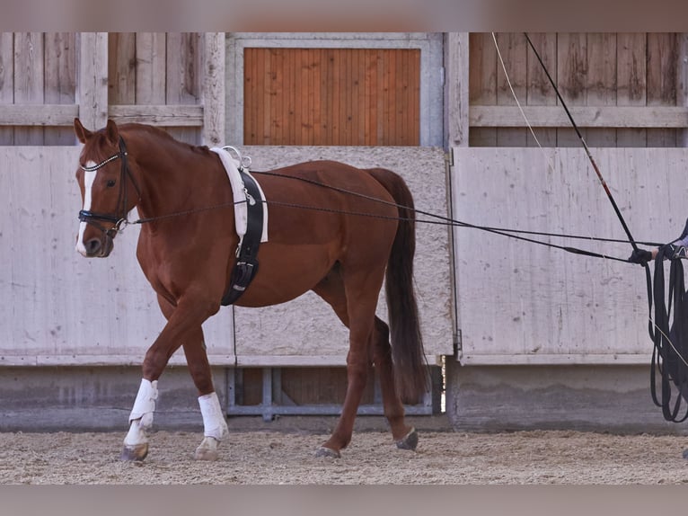 Caballo de Holstein Caballo castrado 10 años 166 cm Alazán in Zirndorf