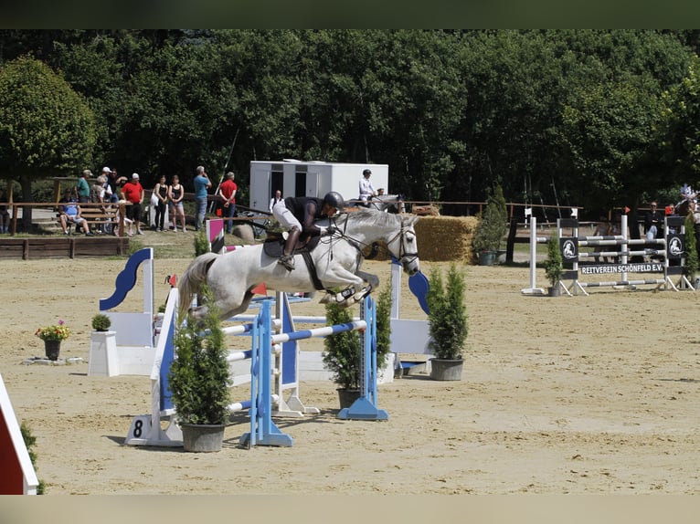 Caballo de Holstein Caballo castrado 10 años 168 cm Tordo in Bernau bei Berlin
