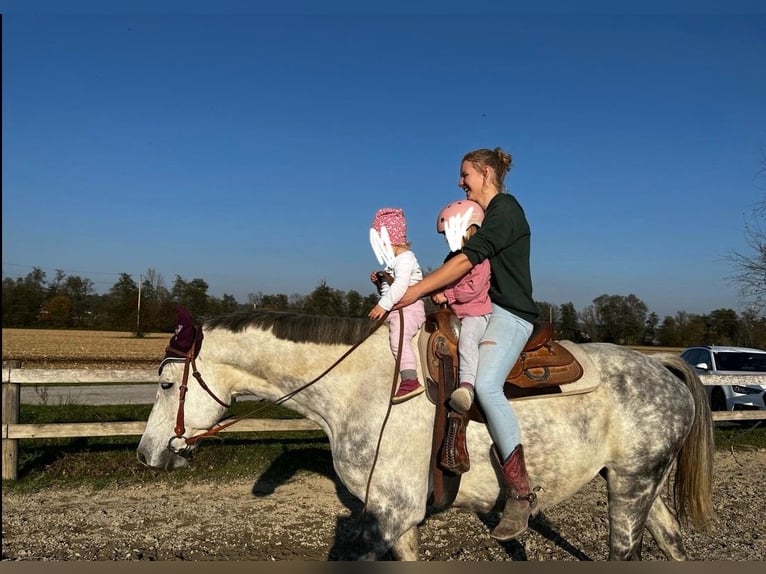 Caballo de Holstein Caballo castrado 10 años 168 cm White/Blanco in Fürstenfeld