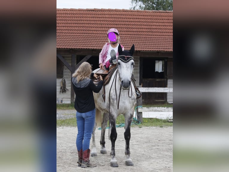 Caballo de Holstein Caballo castrado 10 años 168 cm White/Blanco in Fürstenfeld