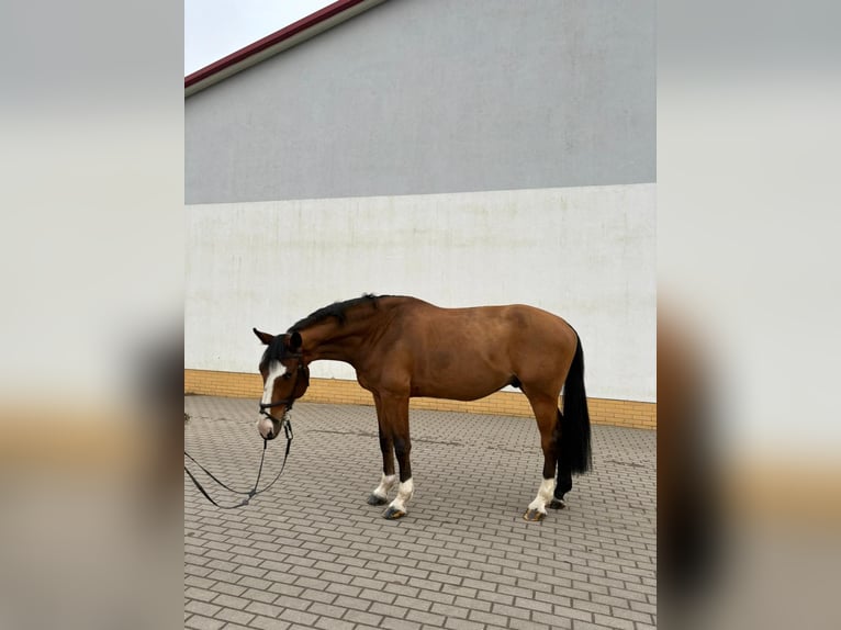 Caballo de Holstein Caballo castrado 10 años 170 cm Castaño in Zielona Gora