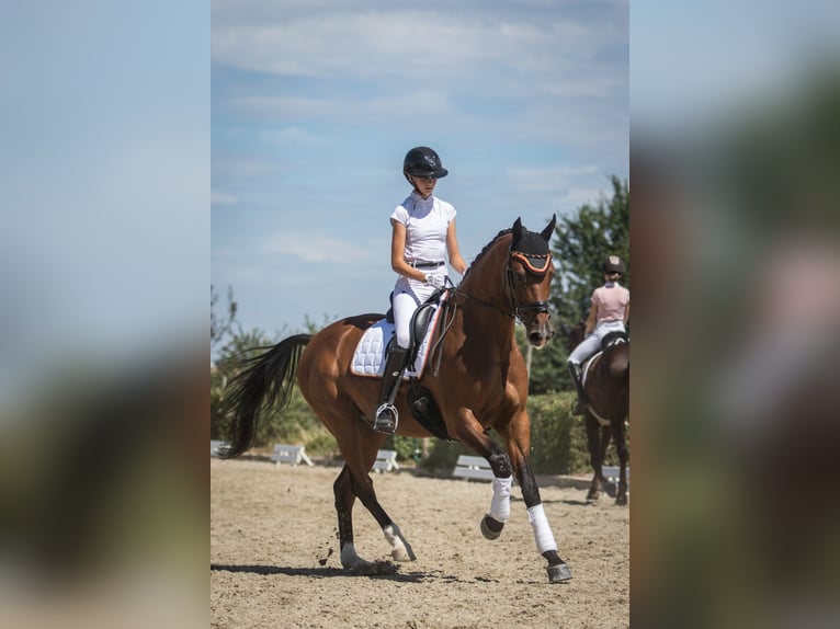 Caballo de Holstein Caballo castrado 10 años 170 cm Castaño in Framersheim