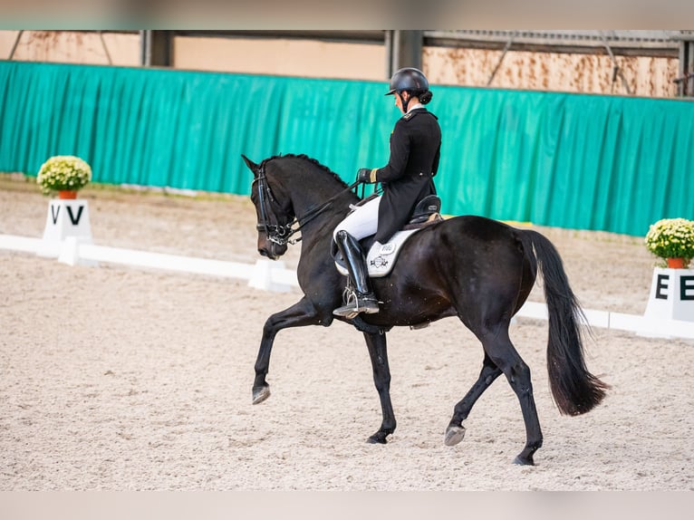 Caballo de Holstein Caballo castrado 10 años 170 cm Negro in Dätgen