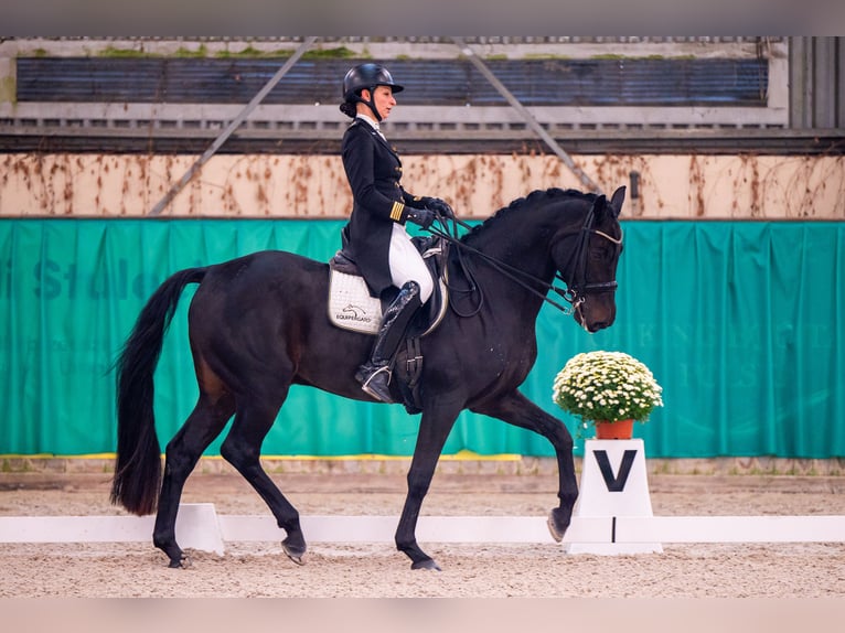 Caballo de Holstein Caballo castrado 10 años 170 cm Negro in Dätgen