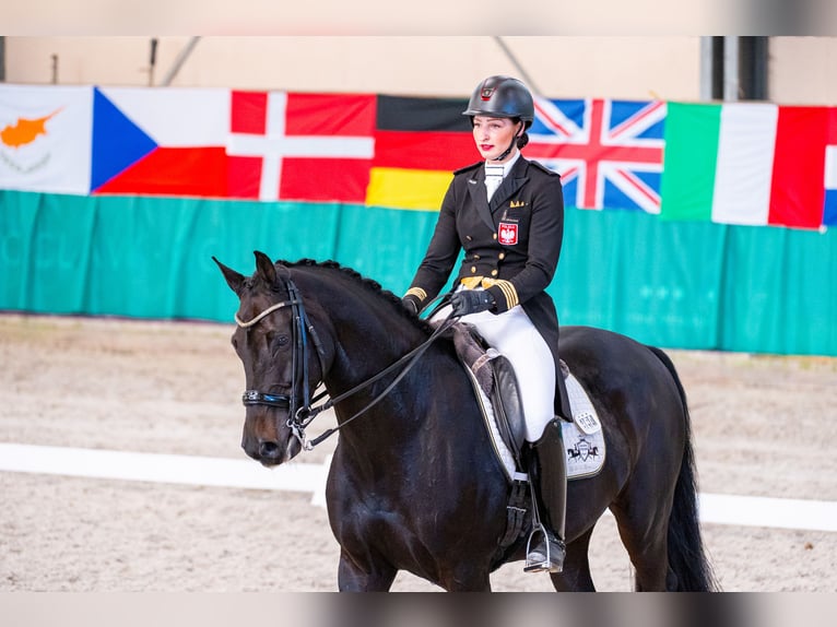 Caballo de Holstein Caballo castrado 10 años 170 cm Negro in Dätgen