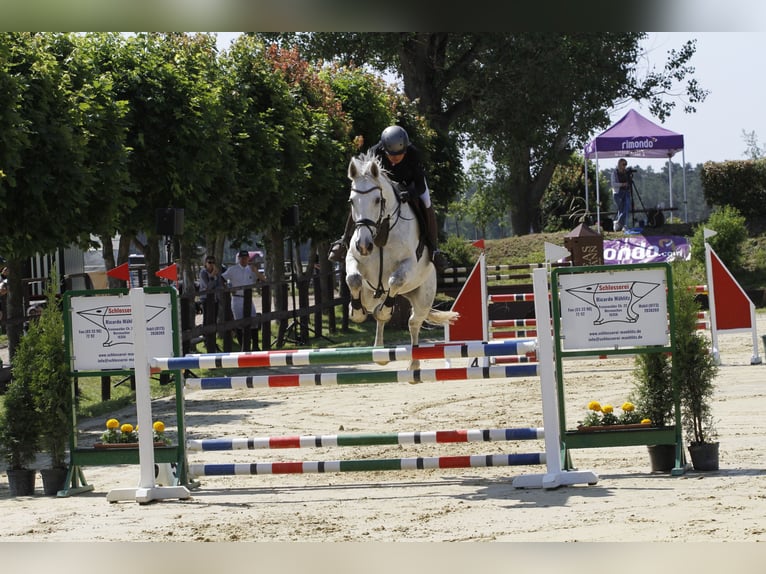 Caballo de Holstein Caballo castrado 10 años 170 cm Tordo in Bernau bei Berlin