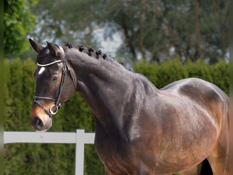 Caballo de Holstein Caballo castrado 10 años 172 cm Castaño oscuro in Schwäbisch Hall