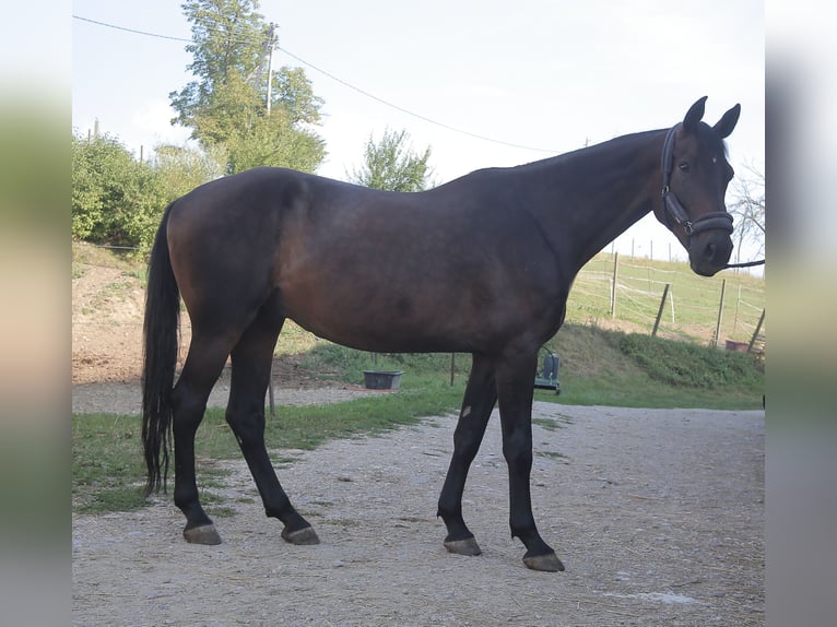 Caballo de Holstein Caballo castrado 10 años 180 cm Castaño in Maribor