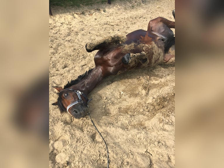 Caballo de Holstein Caballo castrado 11 años 165 cm Castaño in Ottenbüttel