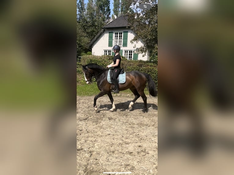 Caballo de Holstein Caballo castrado 11 años 165 cm Castaño oscuro in Erftstadt