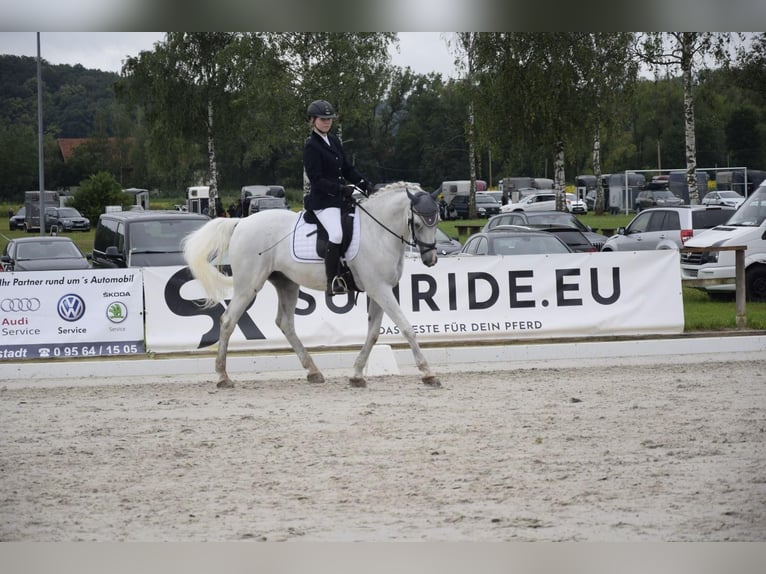 Caballo de Holstein Caballo castrado 11 años 165 cm Tordo in Rödental