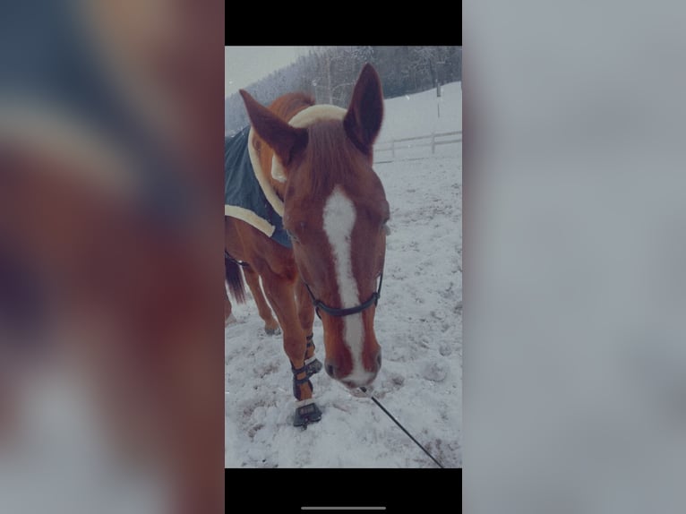 Caballo de Holstein Caballo castrado 11 años 167 cm in Flawil