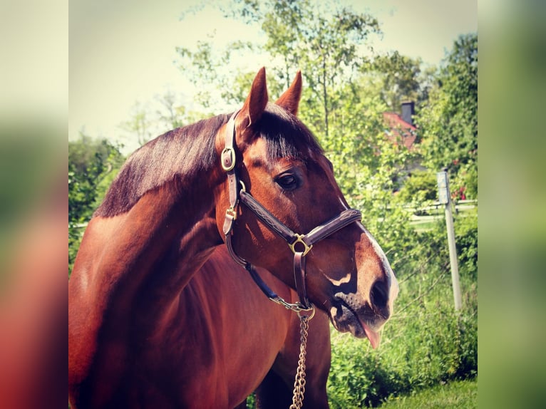 Caballo de Holstein Caballo castrado 11 años 168 cm Alazán-tostado in Buchholz