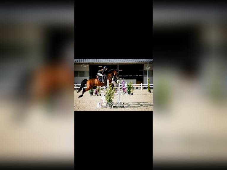 Caballo de Holstein Caballo castrado 11 años 168 cm Castaño oscuro in Warschau