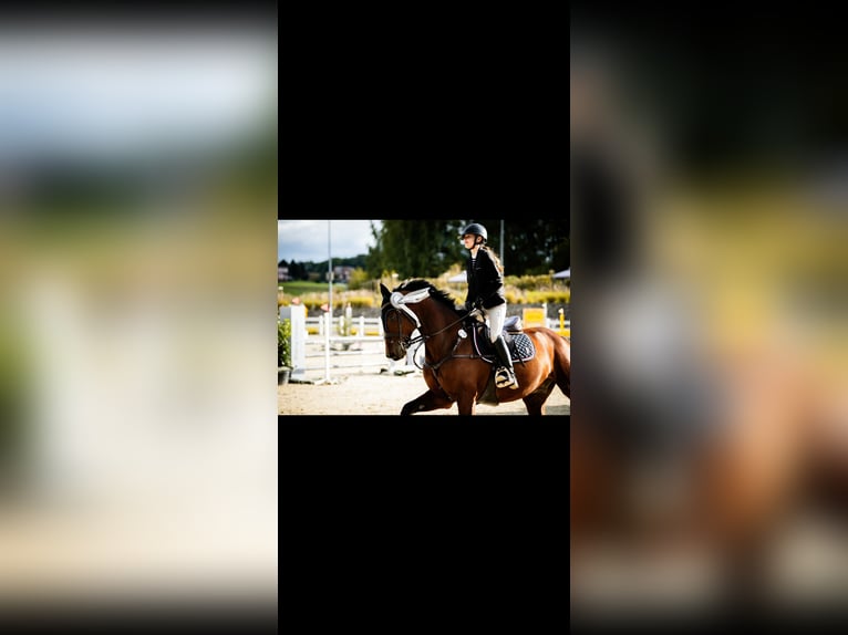 Caballo de Holstein Caballo castrado 11 años 168 cm Castaño oscuro in Warschau