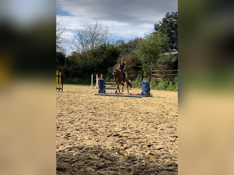 Caballo de Holstein Caballo castrado 11 años 170 cm Alazán in Menden