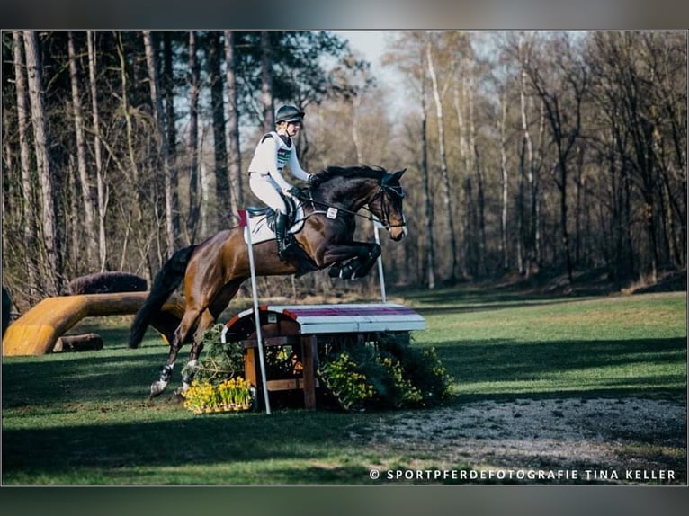 Caballo de Holstein Caballo castrado 11 años 170 cm Castaño oscuro in Bruchsal