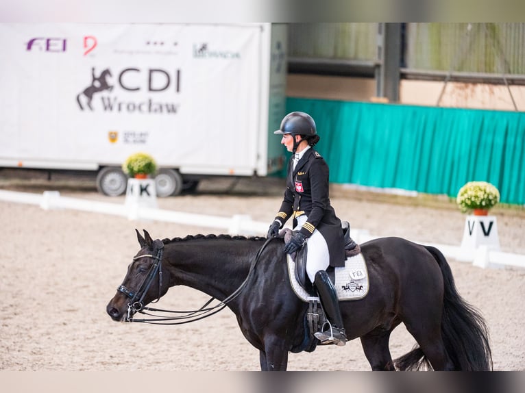 Caballo de Holstein Caballo castrado 11 años 170 cm Negro in Schülp bei Nortorf