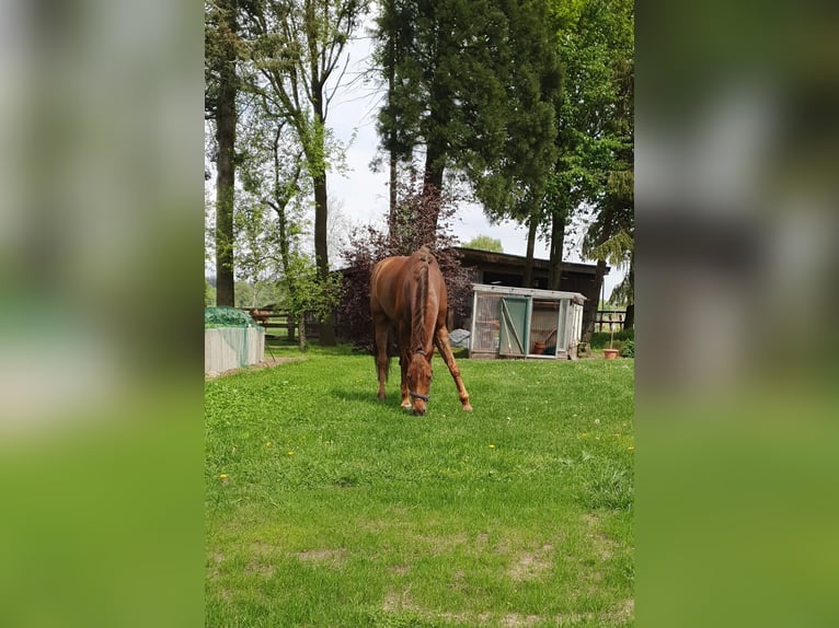 Caballo de Holstein Caballo castrado 11 años 172 cm Alazán in Warendorf
