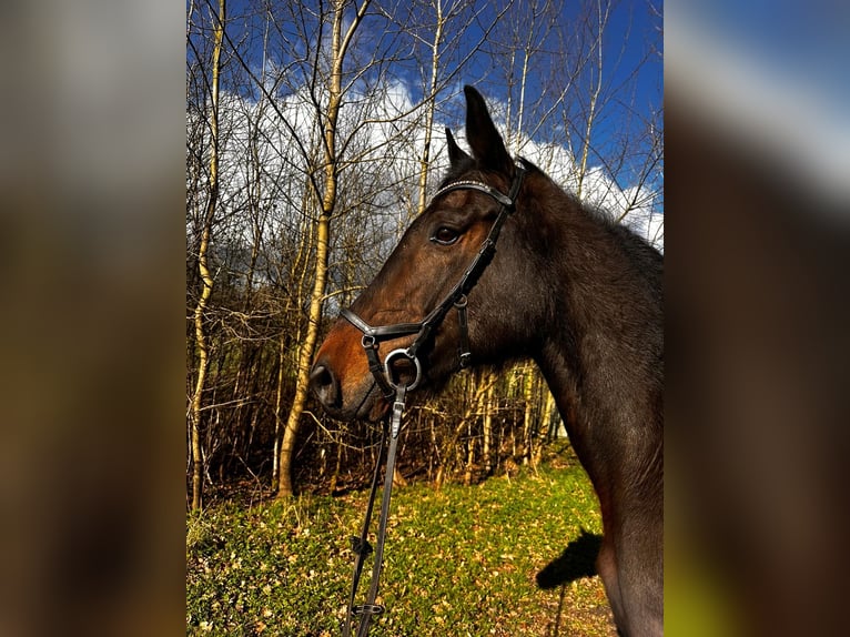 Caballo de Holstein Caballo castrado 11 años 172 cm Castaño oscuro in Daldorf