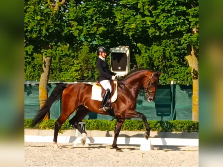 Caballo de Holstein Caballo castrado 11 años 174 cm in Riga