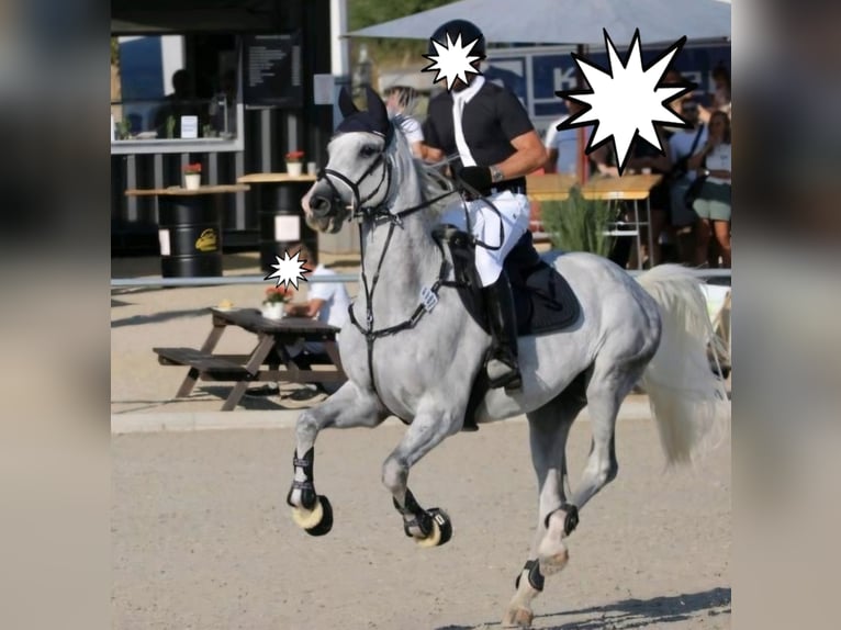 Caballo de Holstein Caballo castrado 11 años 174 cm Tordo in Eschweiler