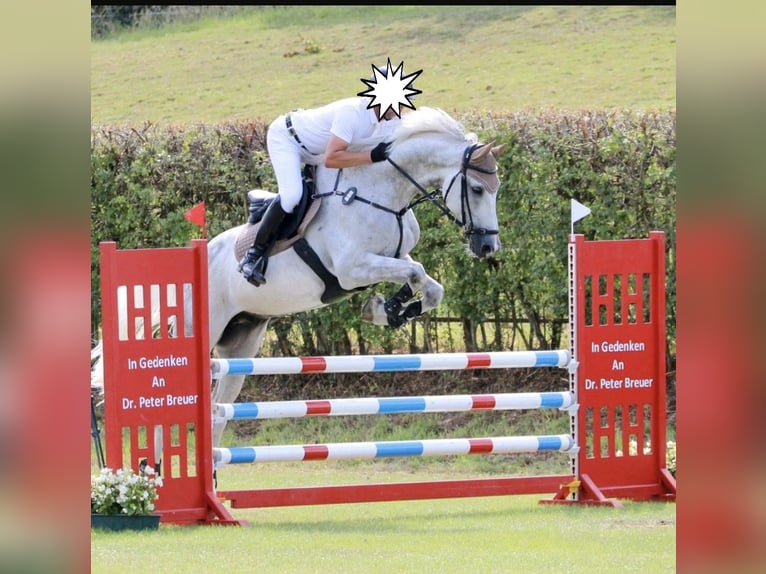 Caballo de Holstein Caballo castrado 11 años 174 cm Tordo in Eschweiler