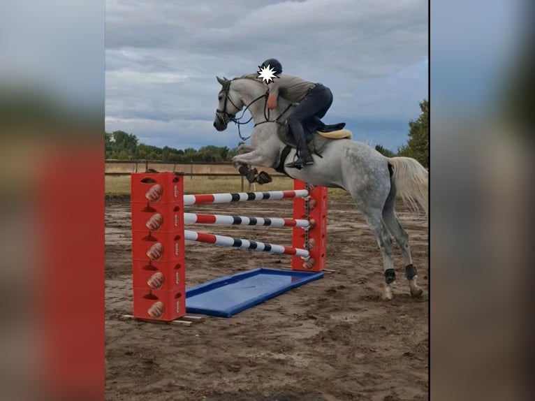 Caballo de Holstein Caballo castrado 11 años 174 cm Tordo in Eschweiler
