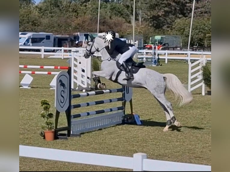 Caballo de Holstein Caballo castrado 11 años 174 cm Tordo in Eschweiler