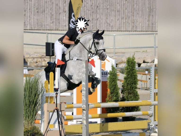 Caballo de Holstein Caballo castrado 11 años 174 cm Tordo in Eschweiler