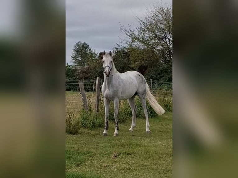 Caballo de Holstein Caballo castrado 11 años 174 cm Tordo in Eschweiler