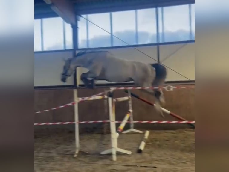 Caballo de Holstein Caballo castrado 11 años 179 cm Tordo in Norderstedt