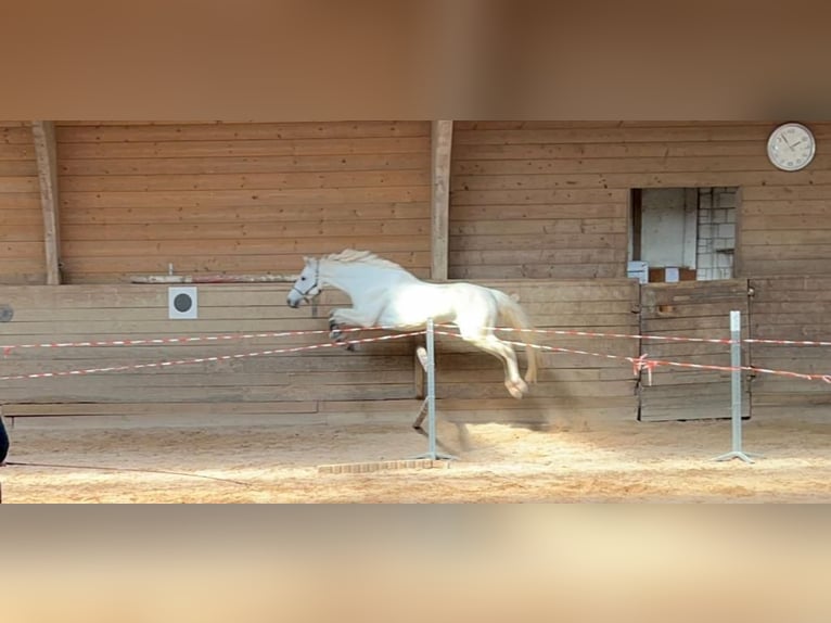 Caballo de Holstein Caballo castrado 12 años 165 cm Tordo in Rödental