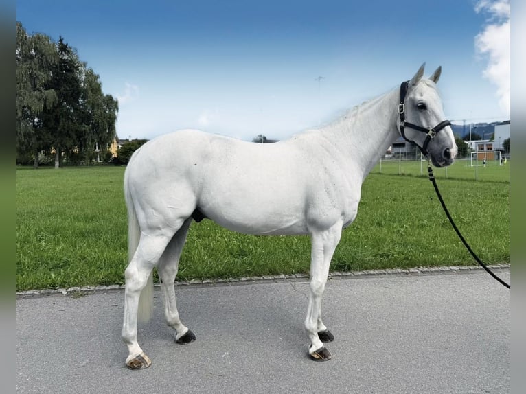 Caballo de Holstein Caballo castrado 12 años 166 cm Tordo in DiepoldsauDiepoldsau