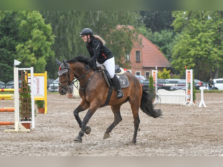 Caballo de Holstein Caballo castrado 12 años 167 cm Castaño in Schönberg