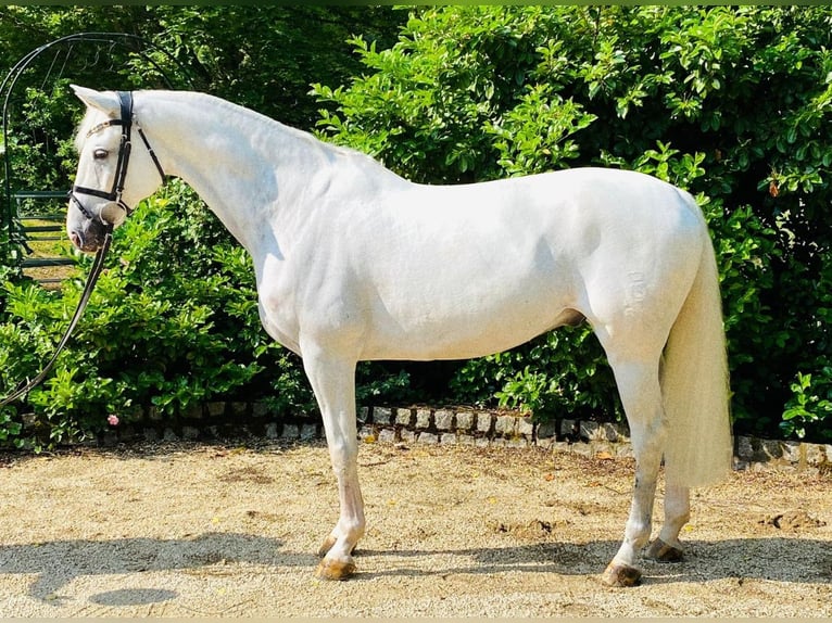 Caballo de Holstein Caballo castrado 12 años 167 cm Tordo in Zeven