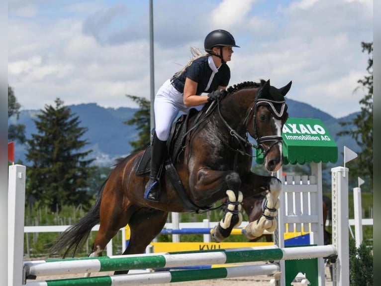 Caballo de Holstein Caballo castrado 12 años 168 cm Morcillo in Egnach