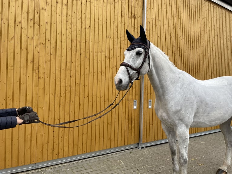Caballo de Holstein Caballo castrado 12 años 170 cm Tordo in Lohne (Oldenburg)