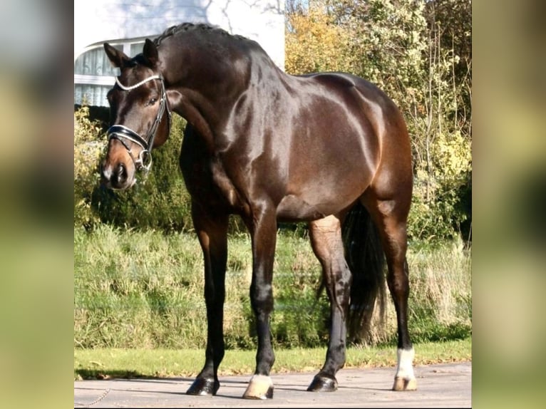 Caballo de Holstein Caballo castrado 12 años 175 cm Morcillo in Achim