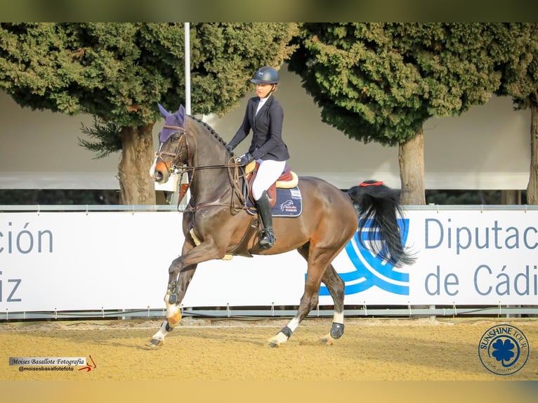 Caballo de Holstein Caballo castrado 12 años 180 cm Castaño oscuro in Brno