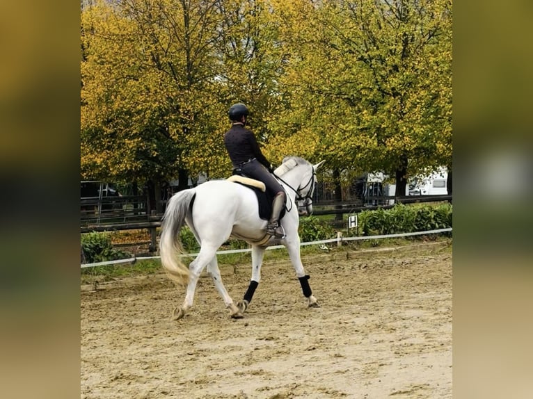 Caballo de Holstein Caballo castrado 13 años 165 cm Tordo in Pulheim