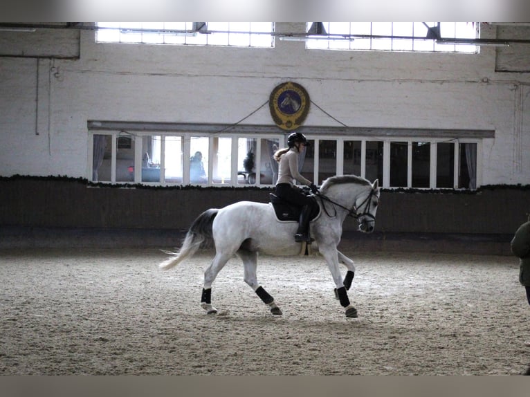Caballo de Holstein Caballo castrado 13 años 165 cm Tordo in Königslutter am Elm