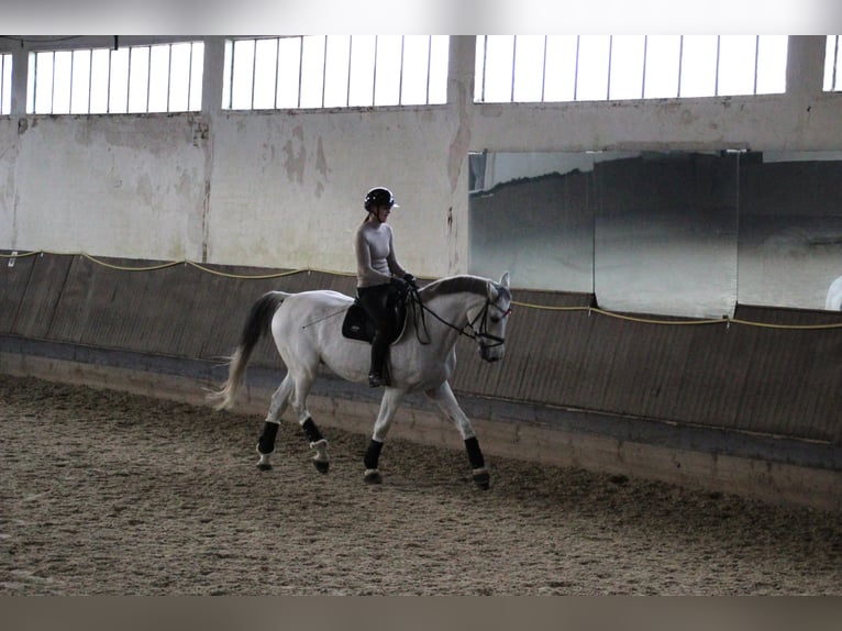 Caballo de Holstein Caballo castrado 13 años 165 cm Tordo in Königslutter am Elm