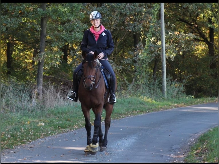 Caballo de Holstein Caballo castrado 13 años 168 cm Castaño in Herzebrock-Clarholz