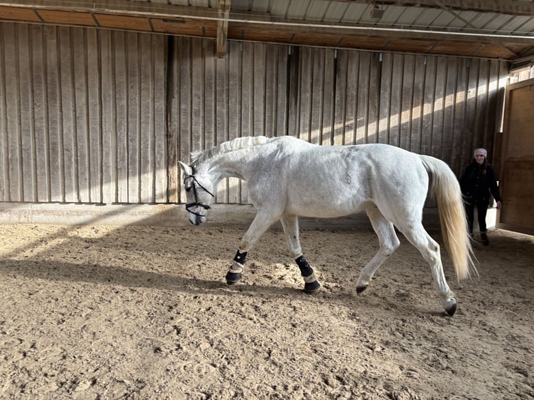 Caballo de Holstein Caballo castrado 13 años 168 cm Tordo in Wiesloch